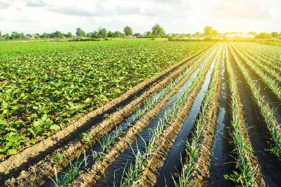 استاندارد ISO مربوط به کشاورزی و صنایع غذایی - آبیاری